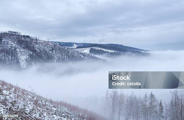 Winter Fog In Harz Mountains Stock Photo - Download Image Now - Coniferous Tree, Fog, Forest