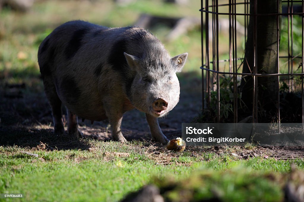 Bentheim pig outdoor Bentheim pig in a deer park Animal Stock Photo