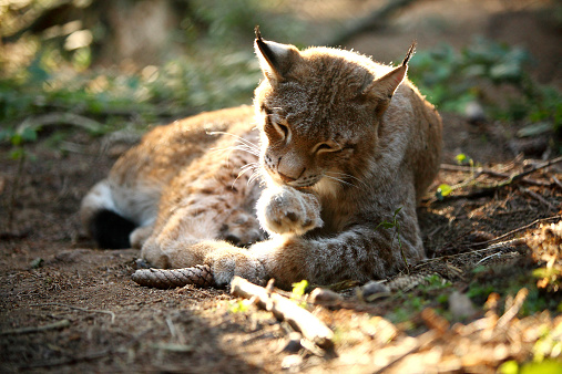 Male lynx in the forest