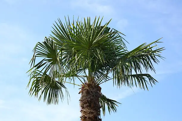 The palm-frond of a coconut tree, with blue sky