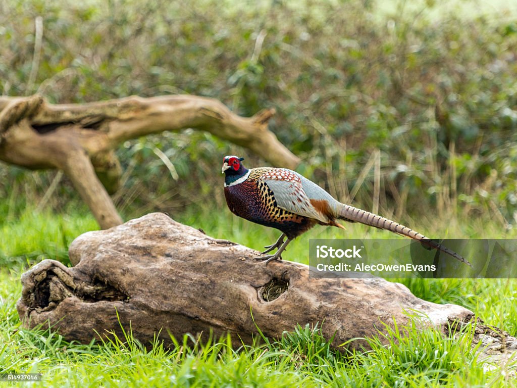 Male Wild Pheasant (Phasianidae) Foraging in Woods Wild Male Ring-necked Pheasant (Phasianidae) foraging in a natural woodland forest setting. Depicted posing on a wooden log on a warm spring day. Isolated against a woodland background Front View Stock Photo
