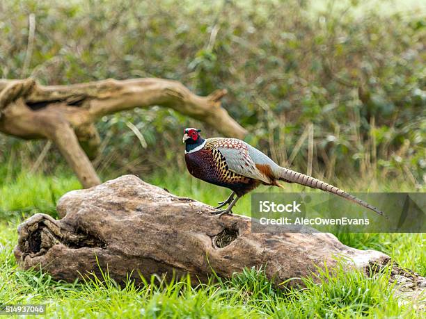 Male Wild Pheasant Foraging In Woods Stock Photo - Download Image Now - Front View, Pheasant - Bird, Alia