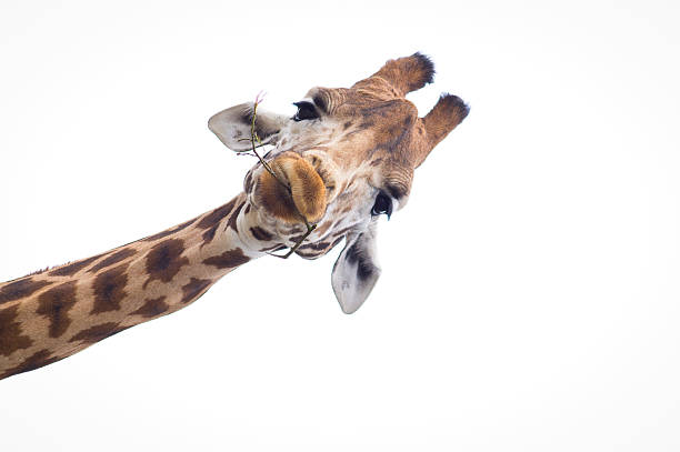 Headshot of a Giraffe with a white background Full frontal headshot of a giraffe eating a twig with a white background giraffe photos stock pictures, royalty-free photos & images