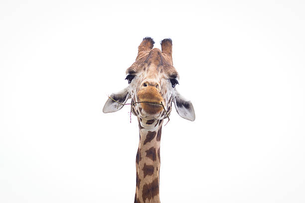 istock Headshot of a Giraffe with a white background 514937509