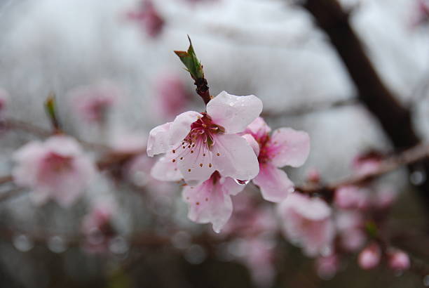 Spring flowers stock photo