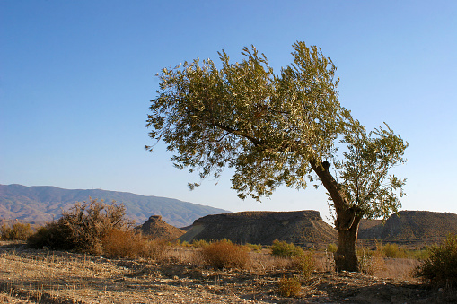Live tree in the desert, tabernas, almeria