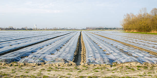 plástico a camada protetora do solo - seedbed imagens e fotografias de stock