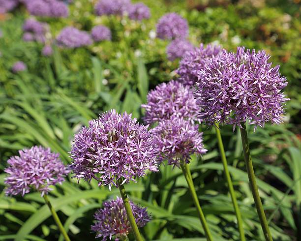 istock Alium Giganteum 514937812