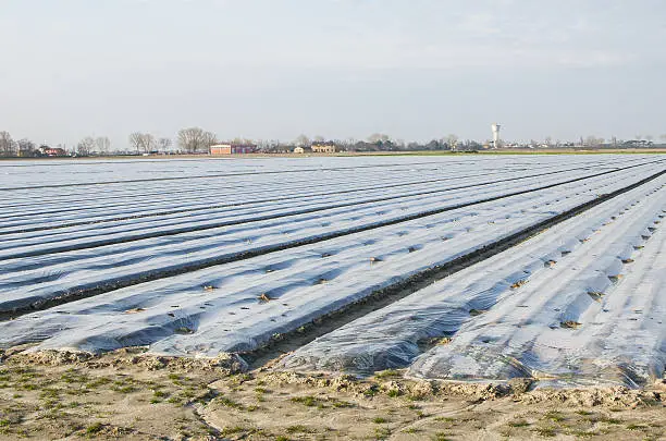 Photo of plastic mulch