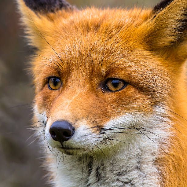 istock head of fox close up 514937910
