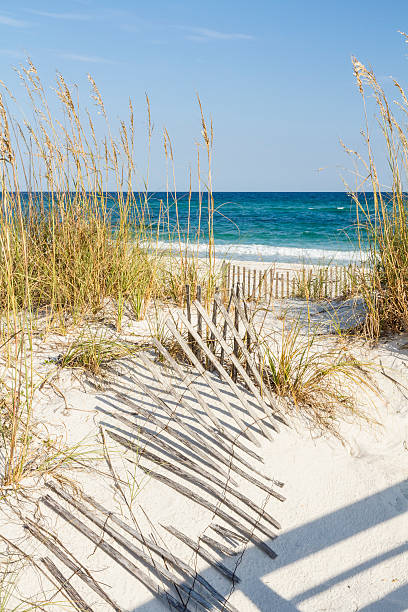 istock Dune Fences at Gulf Islands National Seashore 514938117