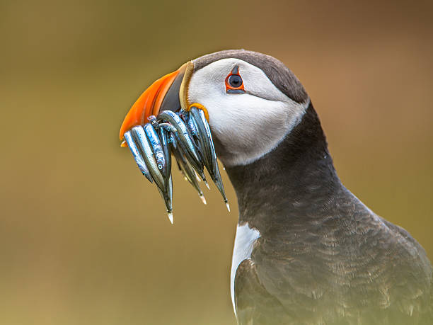 Portrait Puffin with beak full of fish Puffin Portrait (Fratercula arctica) with beek full of sandeels on its way to nesting burrow in breeding colony puffin photos stock pictures, royalty-free photos & images