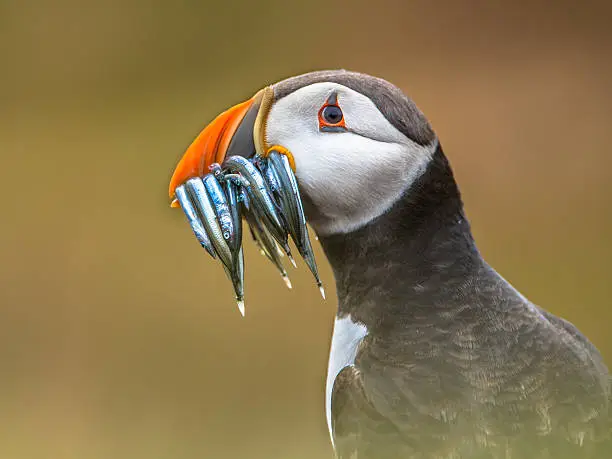 Puffin Portrait (Fratercula arctica) with beek full of sandeels on its way to nesting burrow in breeding colony