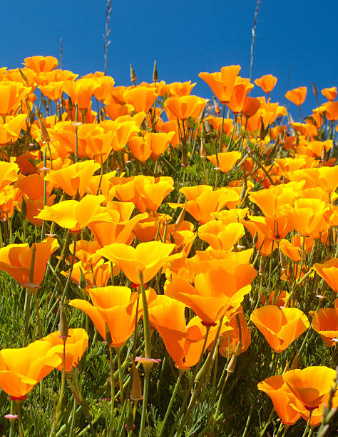 istock California Poppies 514938303