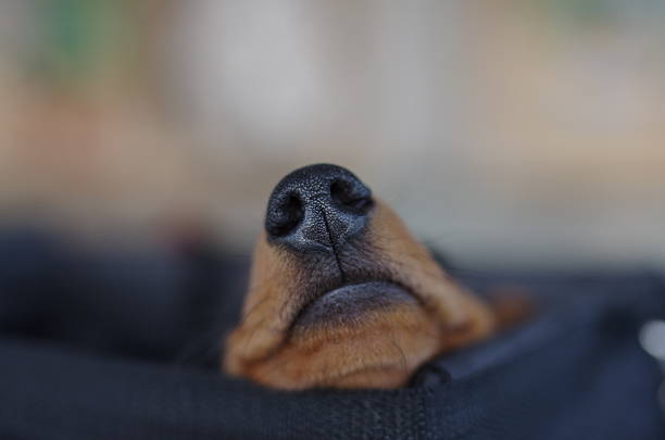 istock Dachshund snout in dog basket 514938414