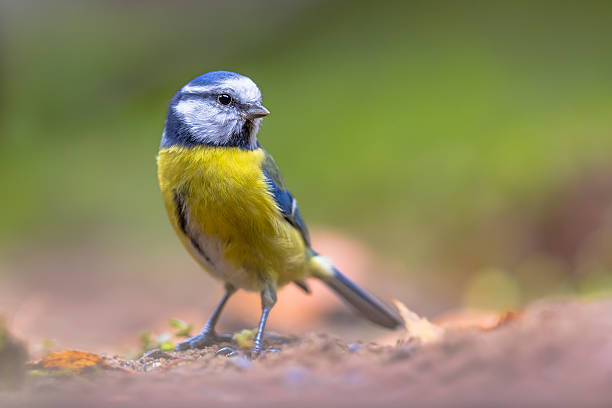 istock Eurasian blue tit resting on forest floor 514938460
