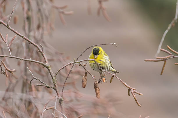 Close up view of Eurasian siskin (Spinus spinus)