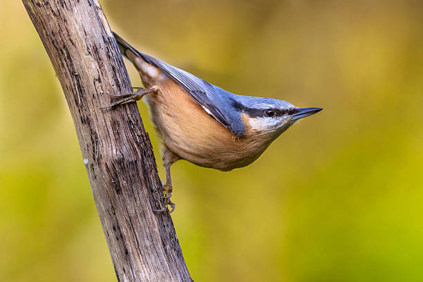 Picchio muratore europeo aggrappa eurasiatica - foto stock