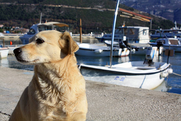 istock dog on a pier in Budva (Montenegro) 514939238