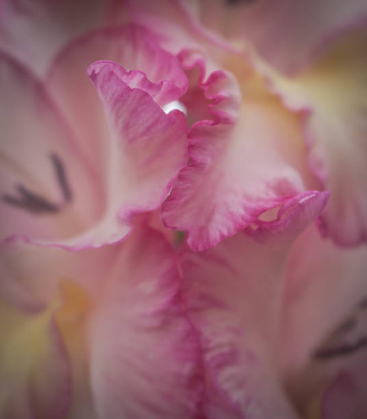 istock Pink and White Flower Petals 514941174