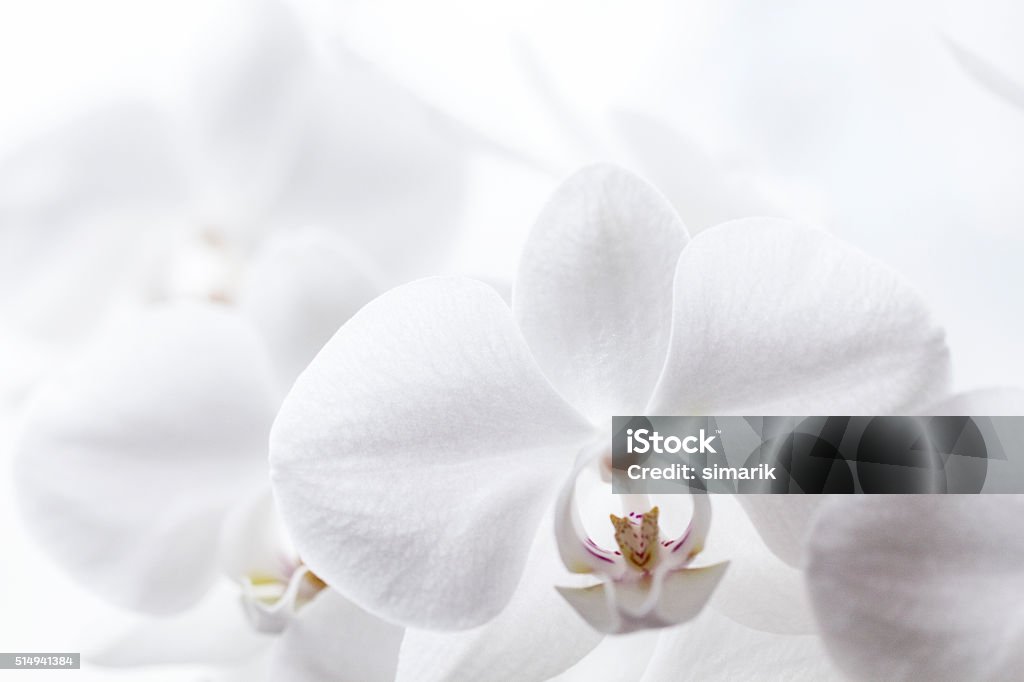 Weiße Orchidea - Lizenzfrei Blume Stock-Foto