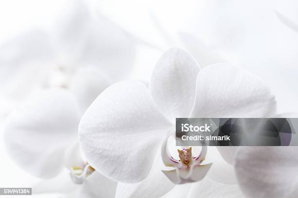 Weiße Orchidea Stockfoto und mehr Bilder von Blume - Blume, Blüte, Botanik