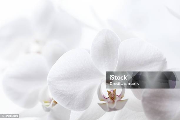 White Orchidea Stock Photo - Download Image Now - Beauty In Nature, Botany, Close-up