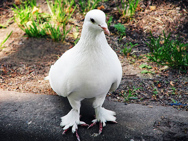istock decorative white pigeon sitting on ground 514941538