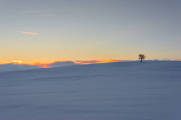 istock single tree on snowy meadow at sunset and glowing sky 514942444