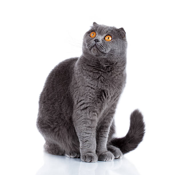 istock British Shorthair Cat Portrait. Beautiful kitty isolated on whit 514942450