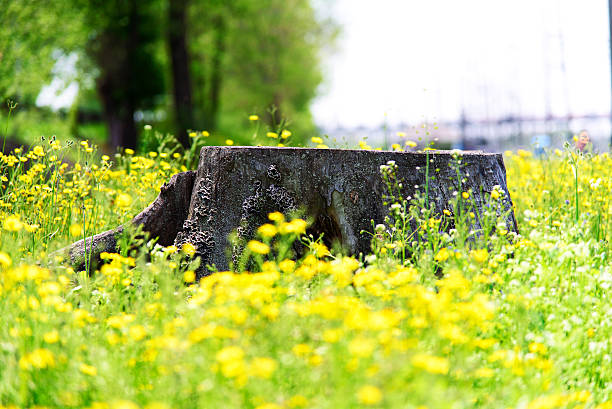 The stump of a felled tree in summer Park on a green meadow