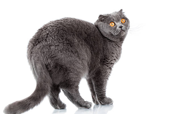 istock British Shorthair Cat Portrait. Beautiful kitty isolated 514942782