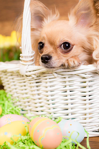 istock Dog in Easter basket, eggs.  Wooden table. Tulips, grass. 514943446