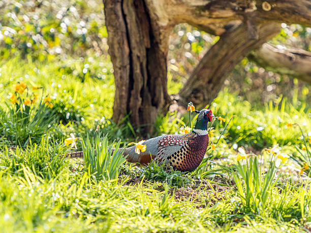 istock Male Wild Pheasant (Phasianidae) Foraging in Woods 514943660
