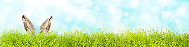 easter bunny in grass background easter bunny in grass background animal ear stock pictures, royalty-free photos & images