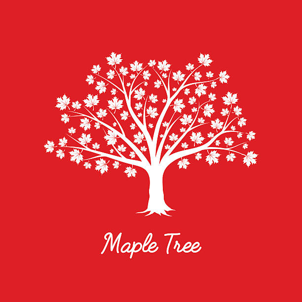 maple tree Beautiful white maple tree silhouette on red background. Infographic modern vector sign.  maple tree stock illustrations