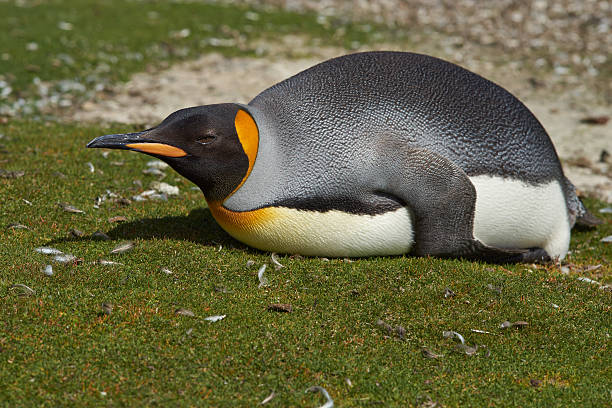 istock King Penguin Lying on the Ground 514944594