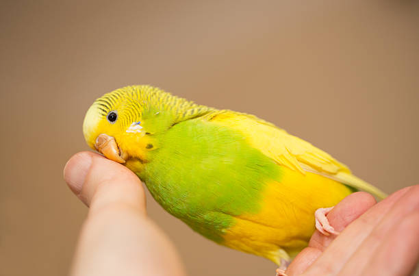 istock Yellow and Green female budgerigar, parakeet 514944832