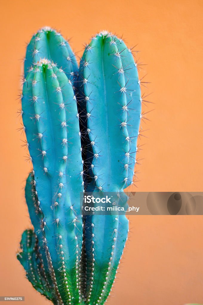 Cactus in front of orange wall cactus in front of orange wall Botany Stock Photo