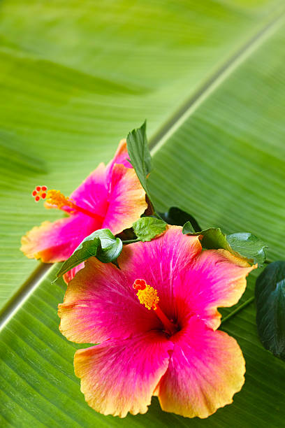 Pink and orange Hibiscus on a banana leaf. Shallow depth of field. Good copy space.
