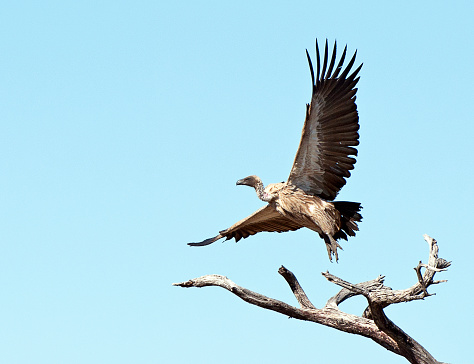 A young leopard feeds on his Impala kill in a tree in the Botswana bush, Moremi National Park, Africa