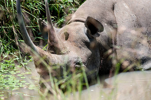 nosorożce - rhinoceros savannah outdoors animals in the wild zdjęcia i obrazy z banku zdjęć