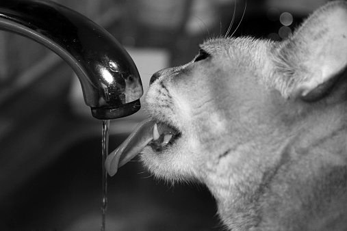 A thirsty cat drinks water from a tap.