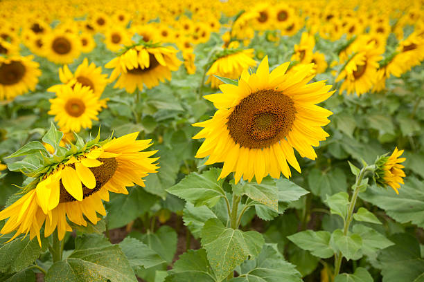 istock Sunflowers in the field 514962639
