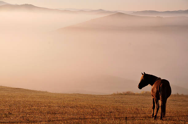 istock Morning of The Ulan integration grassland 514963039