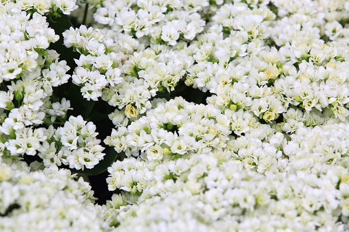 Bouquet of white azalea flowers