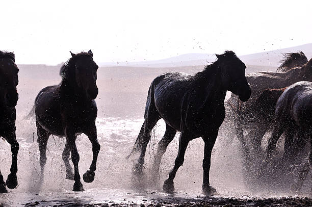 istock Morning of The Ulan integration grassland 514963471