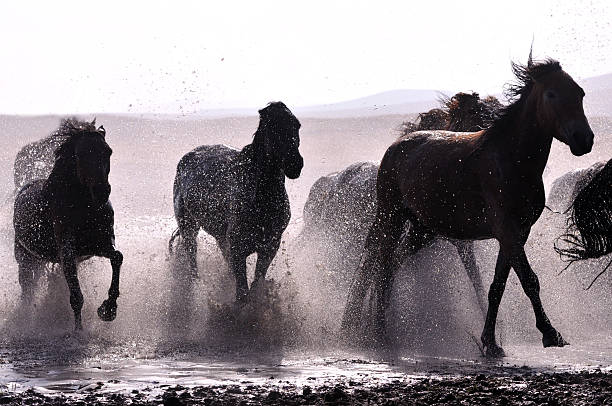 istock Morning of The Ulan integration grassland 514963489