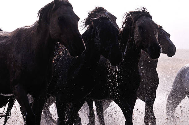 istock Morning of The Ulan integration grassland 514963577
