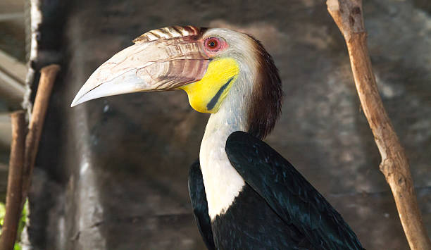 istock the black macaw in the zoo 514963683